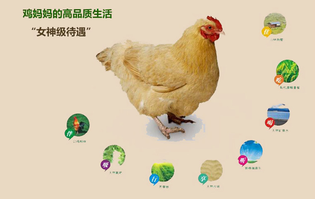 深度解密依山依林有机鸡蛋