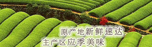 先尝鲜基地直供水果