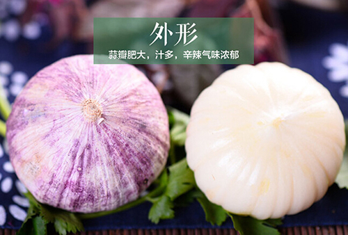紫皮独头蒜更抑菌 更抗癌