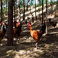 远谷散养柴公鸡