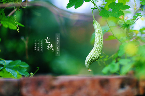 明日立秋 莫忘“贴秋膘”