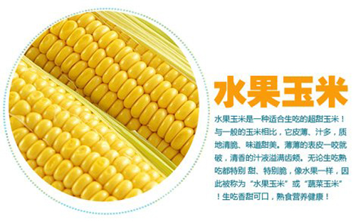 可以生吃的玉米_水果玉米必将成为大众水果