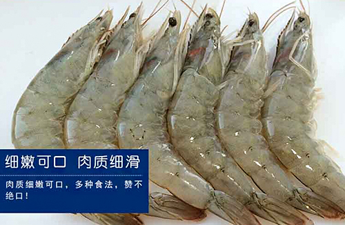 白虾