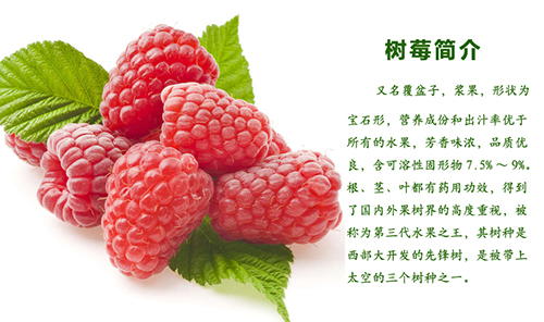 树莓简介