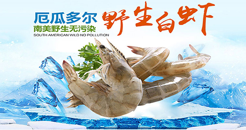 先尝鲜厄尔多瓜进口白虾