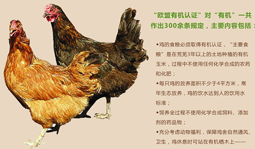 鸡