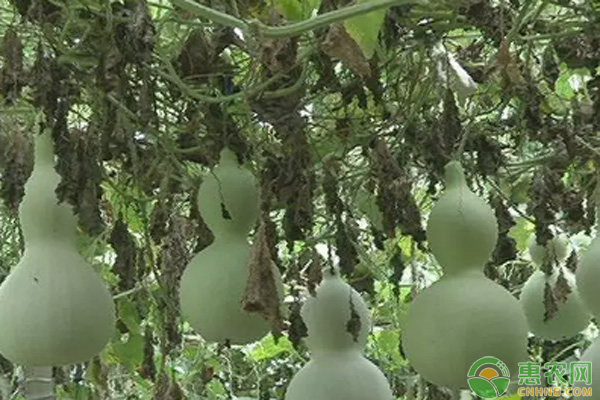 小葫芦的种植方法