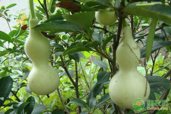 小葫芦的种植技术要点
