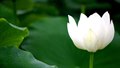 苹果