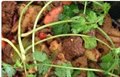 干锅牛肉