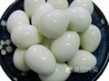 砂锅鹌鹑蛋