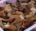 毛肚