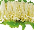 金针菇