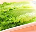 生菜