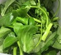 豆腐菜/软浆叶