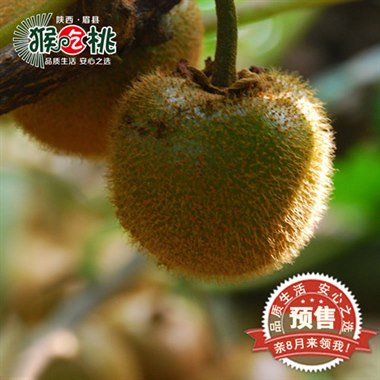陕西眉县酵素奇异果 有机绿心猕猴桃 20枚/箱