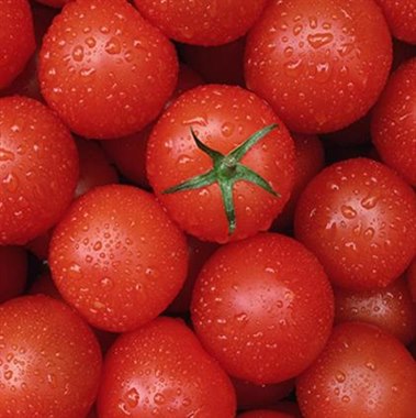 【已售罄】红、黄樱桃番茄