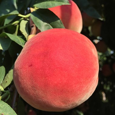 【已售罄】14号大桃