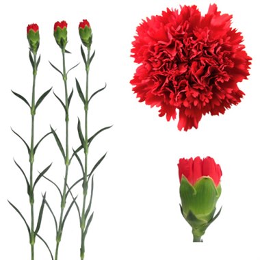 康乃馨（颜色随机）