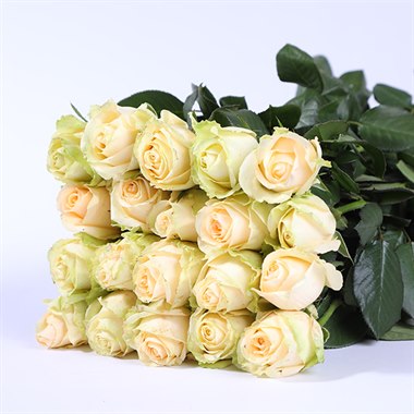 蜜桃雪山（不售后）