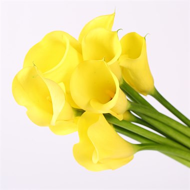 彩色海芋（马蹄莲）