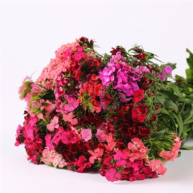 石竹梅（颜色随机）