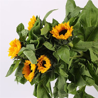 向日葵（半开）