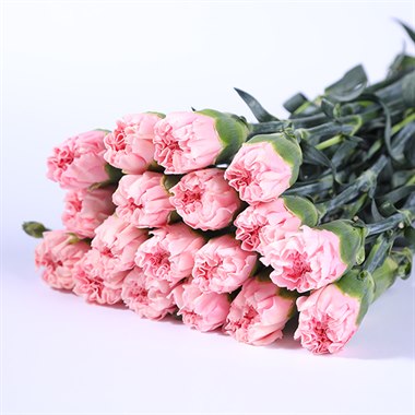 康乃馨－粉色（特惠）