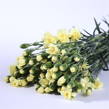 多头康乃馨（黄色）