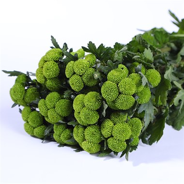 绿色小菊（短杆）