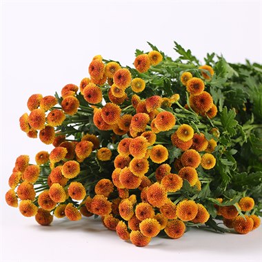 小菊-橙色