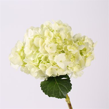 绣球-白色（热卖）