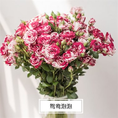 多头玫瑰（品种随机）