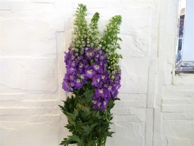 大飞燕（颜色随机）