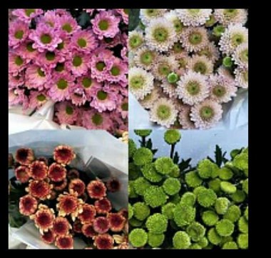 小菊（颜色随机）