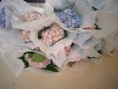 绣球-浅色系（秒杀）