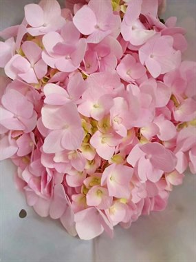 绣球-浅色系（秒杀）