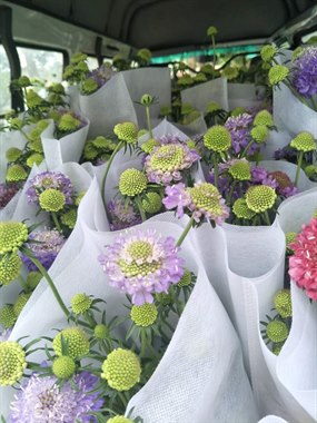 松虫草（浅紫）