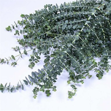 苹果桉（热卖）