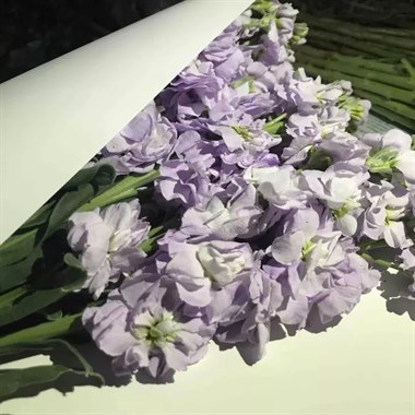 紫罗兰（浅紫色）