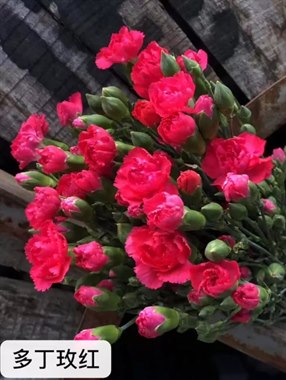 多头康乃馨（玫红）