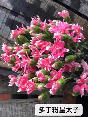 多头康乃馨（新太子）