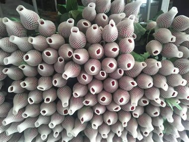 法国红（热卖）