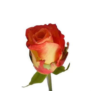 多头彩贝（新品）