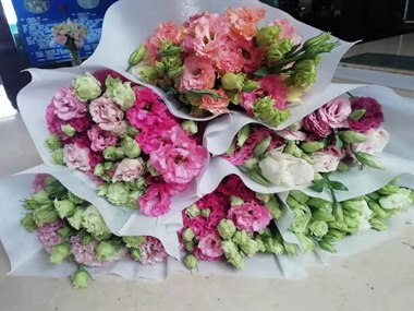 洋桔梗（颜色随机）