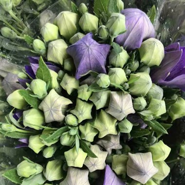 中国桔梗（热卖）