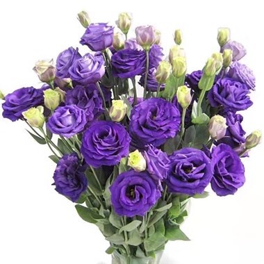 洋桔梗－紫色（热卖）