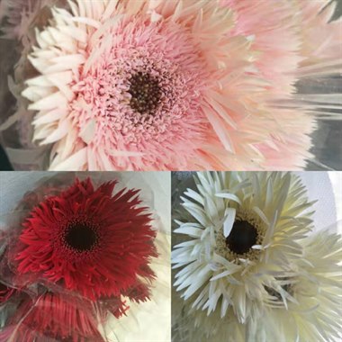 拉丝非洲菊（颜色随机）