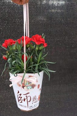 小盆栽  康乃馨