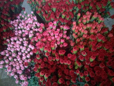 康乃馨套餐（二）